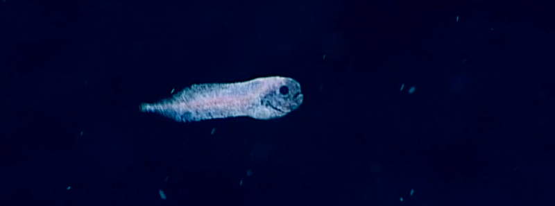 Image courtesy of the NOAA Office of Ocean Exploration and Research, 2017 Laulima O Ka Moana.